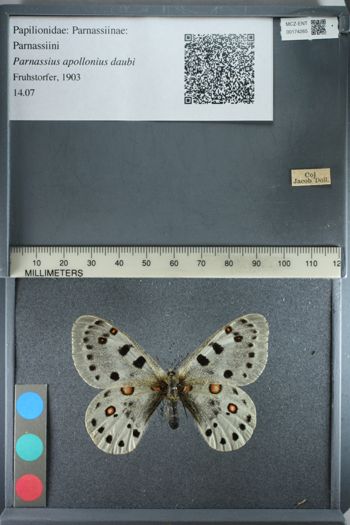 Media type: image;   Entomology 174265